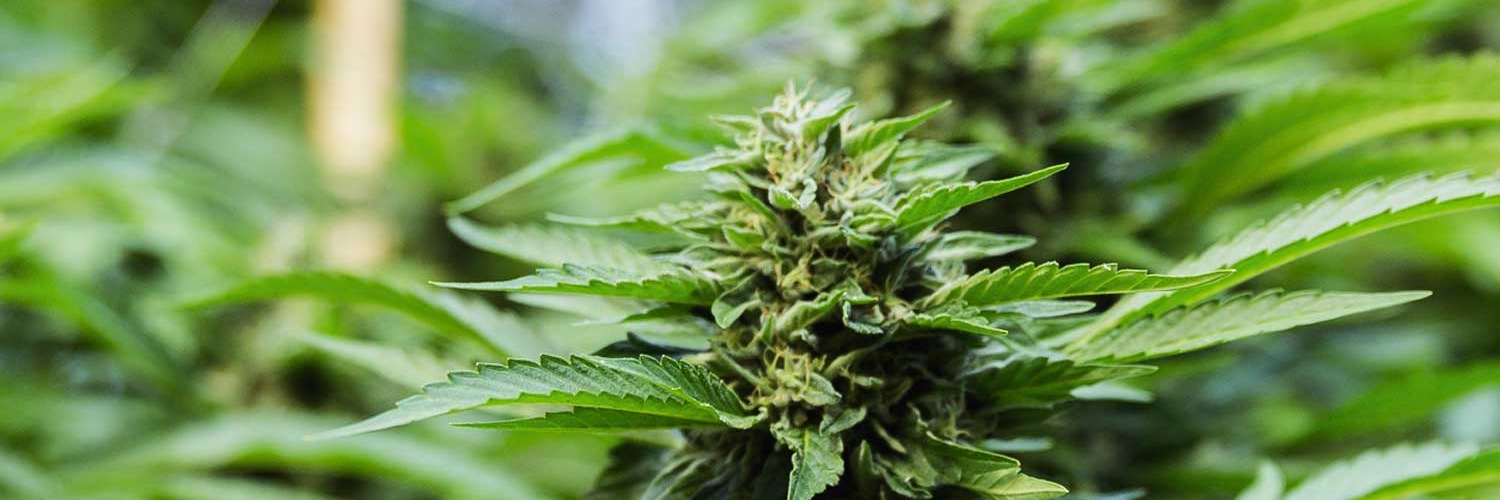 Department of Cannabis Control