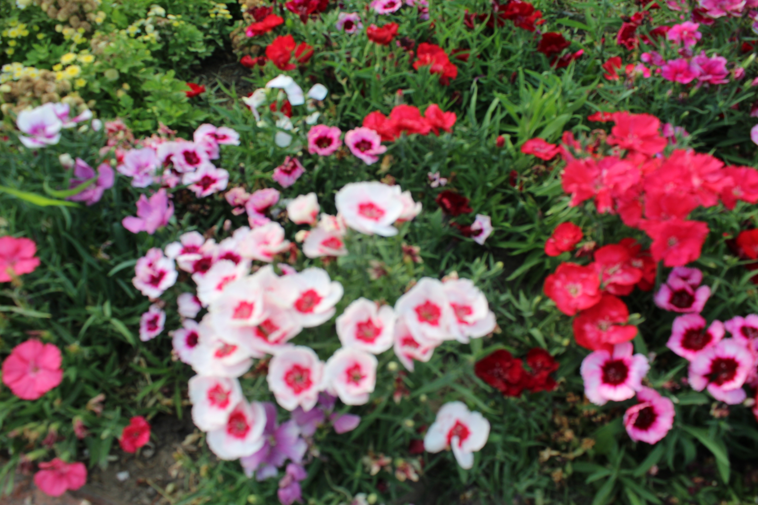 Test456