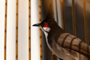 A bird with a black crest and a striking red patch around its eye perches indoors near vertical blinds, perhaps curious about your boring job. Sunlight filters in, casting shadows on the bird and the walls, highlighting its sleek, dark brown-black and white plumage.