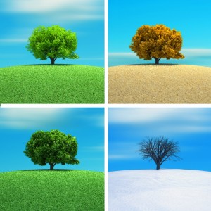 Four images showing a solitary tree on a small hill, each representing a different season. Top-left: lush green tree in spring. Top-right: tree with yellow leaves in autumn. Bottom-left: green tree in summer. Bottom-right: leafless tree in winter on snow—a year-round job well done by nature.