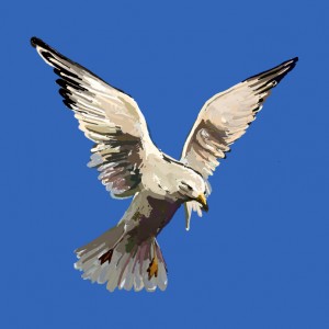 A digital painting of a seagull captured in mid-flight against a solid blue background. The seagull's wings are widely spread, its beak slightly open, embodying the essence of freedom. The details in the feathers contrast with the simple, vibrant backdrop.