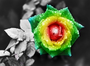 A photo of a rose with petals colored in vibrant shades of green, yellow, orange, and red. The petals are covered with water droplets, symbolizing life. The background is in grayscale, emphasizing the colorful rose.