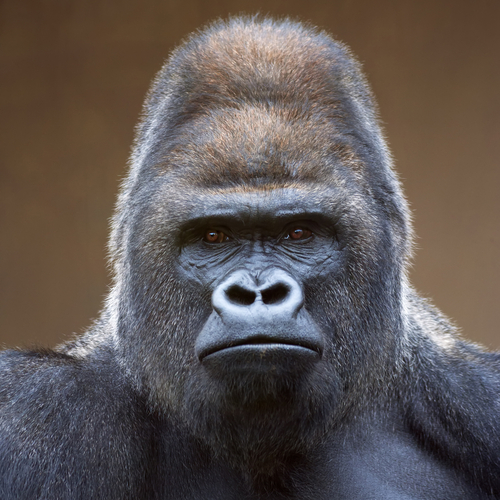 Cybersecurity: The 801 Pound Gorilla in the Room