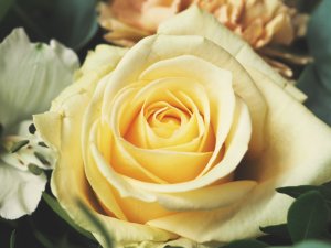 Close-up of a beautiful yellow rose in full bloom, surrounded by green leaves and other flowers. The petals of the rose are delicately curled, creating a soft and inviting appearance that makes one look forward to spring. The background includes hints of white and peach-colored flowers.
