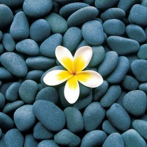 A single white and yellow plumeria flower rests on a bed of smooth, blue-grey pebbles. The flower's vibrant colors contrast with the muted tones of the stones, creating a visually striking composition, much like an interview where distinct voices shine amidst a sea of calm professionalism.