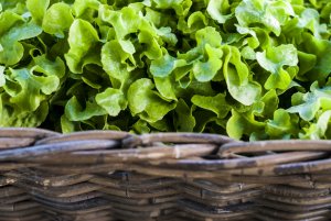 A close-up of fresh green lettuce leaves in a woven basket, reminiscent of worksite wellness initiatives. The vibrant greens of the lettuce contrast with the dark brown wicker, showcasing the texture and freshness of the leaves.
