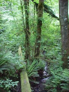 A dense, green forest with numerous trees, ferns, and other foliage. A fallen tree covered in moss extends across the forest floor. Light filters through the thick canopy above, casting a soft green glow throughout the scene.