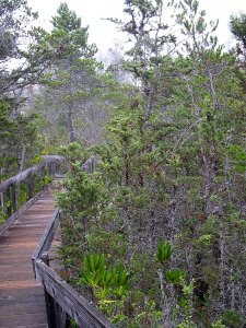 A wooden boardwalk winds through a dense, green forest. The pathway, made of wooden planks and framed by slender wooden railings, meanders among tall trees and lush, diverse vegetation, creating a serene, natural scene. Foggy mist is visible in the background.