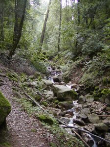 A narrow forest trail runs alongside a rocky stream, surrounded by dense greenery. Tall trees filter sunlight, creating a serene and shaded environment. The ground is covered in moss and leaves, adding to the natural ambiance.