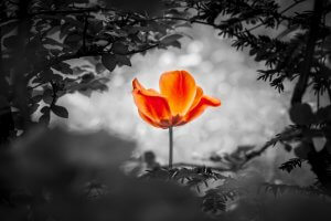 A single vibrant orange flower blooms amidst a dark, monochrome background. The bright flower stands out, drawing the eye to its vivid petals surrounded by blurred, shadowy foliage, like a lone sheep in a quiet field.