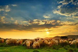 sheep