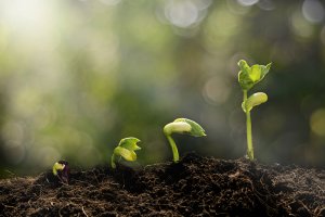 A sequence of four seedlings at different growth stages sprouts from fertile soil, mirroring the journey of a blossoming career. The background is blurred with bokeh light, creating a serene and natural setting.