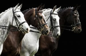 Four horses, three gray and one dark brown, are lined up side by side like a cohesive team. Each horse is wearing a bridle. The background is completely black, making the horses stand out prominently.