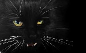 A close-up image of a black cat with bright yellow eyes and prominent white whiskers. The cat's mouth is slightly open, revealing sharp teeth. The background is completely black, making the cat's features stand out vividly, evoking superstitions tied to its mysterious gaze.