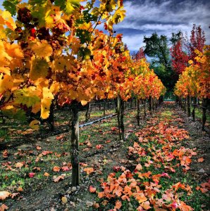 Rows of grapevines with vibrant orange and yellow autumn leaves fill the scene, with fallen leaves scattered on the ground and a dramatic cloudy sky overhead.