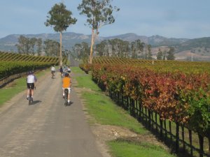 Cyclists ride along a paved path through a scenic vineyard. Rows of grapevines with autumn foliage line both sides of the road, and mountains are visible in the background. The sky is clear and blue.