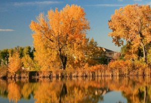 Trees with bright orange autumn leaves stand beside a calm lake, reflecting their colors in the water. A house with a sloped roof is partially visible among the trees under a clear blue sky.