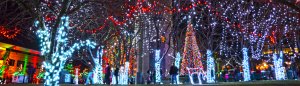 A festive outdoor scene at night featuring trees wrapped in vibrant holiday lights. White, red, and multicolored lights illuminate the branches and trunks. In the background, a large, brightly lit Christmas tree is visible, with people walking around enjoying the display.