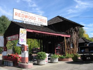 A rustic gas station made from a giant redwood tree trunk features a large sign reading "World's Largest Redwood Tree Service Station Museum." Art displays and an old gas pump are visible outside under a clear sky.