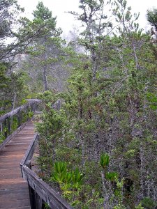 A wooden boardwalk curves through dense, green, and slightly overgrown shrubland, surrounded by tall trees under an overcast sky.