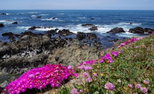 A coastal scene featuring a rocky shoreline and the blue ocean extending to the horizon. In the foreground, vibrant purple and pink flowers are in bloom, adding a splash of color. Waves gently crash over the rocks. The sky is mostly clear with a few clouds.
