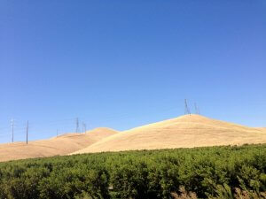 A clear blue sky overlooks a landscape of rolling, golden hills with scattered power lines and pylons. In the foreground, there is a dense growth of green trees. The scene contrasts the dry hills with the verdant greenery below.