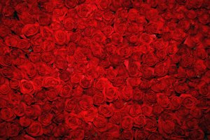 A dense, vibrant cluster of red roses fills the entire frame, creating a rich and striking tapestry of petals. As the leader of this lush display, each velvety blossom commands attention, creating a sense of lushness and romance. The background is completely covered in flowers.
