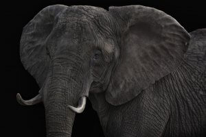 A close-up of an elephant against a black background. The elephant's textured skin, large ears, and white tusks are prominently visible. The dark backdrop highlights the details of its face and body, resembling a digital transformation in the natural world.