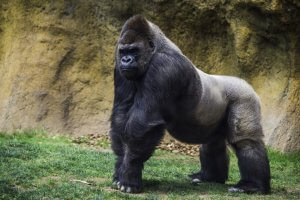 A powerful male gorilla stands on grass, its muscular build and dark grey fur showcased against a rocky and earthy wall. The gorilla's stern and focused expression adds an air of dominance as it looks slightly to the side, embodying a digital transformation of nature’s raw strength into majesty.