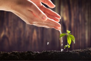 Two hands gently sprinkle water over a small, green seedling emerging from dark, rich soil. The background is blurred, drawing focus to the hands and the young plant, symbolizing nurturing and professional growth.