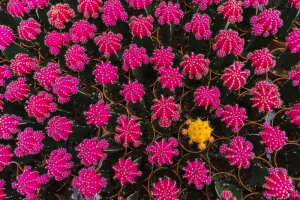 A vibrant display of numerous pink cacti with small white spines spreads across the image. Among them, one bright yellow cactus stands out near the center, creating a striking contrast. The densely packed cacti form a visually appealing pattern, much like job seekers in a competitive market.