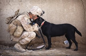 A soldier in camouflage uniform and combat gear kneels to touch foreheads with a black dog, a gesture of mutual respect. Holding the dog's leash, the soldier exudes calmness and affection. A wall is visible in the background, framing this touching moment between man and his loyal companion.