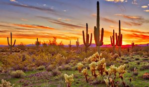 A vibrant desert landscape at sunset featuring tall saguaro cacti silhouetted against a colorful sky with hues of orange, pink, and purple. The ground is dotted with various desert plants and small bushes, basking in the soft light of the setting sun—nature's artwork after a day's job.