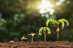 A sequence of growth stages of a plant sprouting from the soil, from a seed to a small plantlet with bright green leaves. The background projects a blurred forest with sunlight filtering through, creating a warm and serene atmosphere.