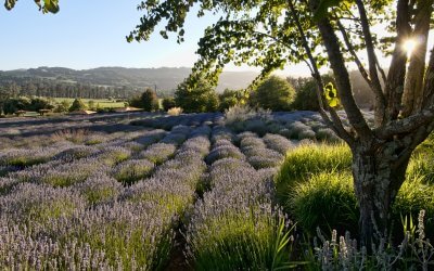 Good Things Are Happening in Sonoma County, California