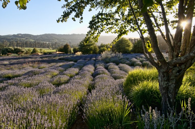 A scenic view of a lush lavender field in bloom, bathed in golden Sonoma sunlight. A tree with green leaves stands in the foreground on the right. Rolling hills and distant trees form the backdrop under a clear blue sky.