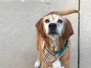 A senior dog with a white muzzle and brown fur is wearing a green collar and a brown checked bandana. The dog is sitting on a concrete surface with its tail wagging, looking up at the camera with a gentle expression, embodying the wisdom and love that older dogs bring to our lives.