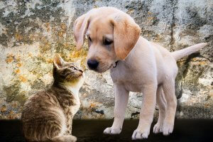 A small brown and white kitten looks up at a tan puppy with floppy ears. The two animals stand close to each other against a rustic, weathered stone wall background, creating a charming and endearing scene that captures the heartwarming bond between cats and dogs.