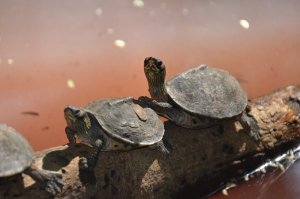 Two small turtles rest on a log partially submerged in murky water. One turtle has its front foot placed on the back of the other, while both appear to be looking in the same direction, their heads raised and eyes wide open, as if to say, "Wait for it." Sunlight illuminates the scene.