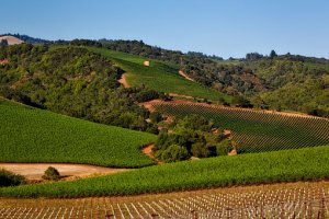 Sonoma County