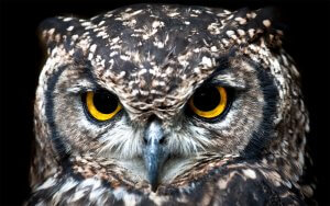 Close-up of an owl with intense, bright yellow eyes staring directly at the camera. The owl's plumage is patterned in shades of brown, beige, and white, with intricate details visible. The background is dark, highlighting the owl's striking features that evoke a sense of ancient wisdom.
