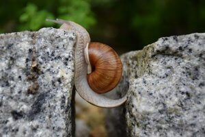 A brown snail with a spiral shell is seen stretching its body to move between two cracked pieces of gray stone on a blurry green background. The snail's antennae are extended forward as it navigates the gap, embodying the slow and deliberate pace often celebrated in different cultures.