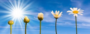Five daisies in various stages of blooming are lined up against a bright blue sky with scattered clouds. The sun is shining brightly on the left, casting a radiant glow. In an inspiring show of resistance, the daisies range from a closed bud to a fully opened flower.