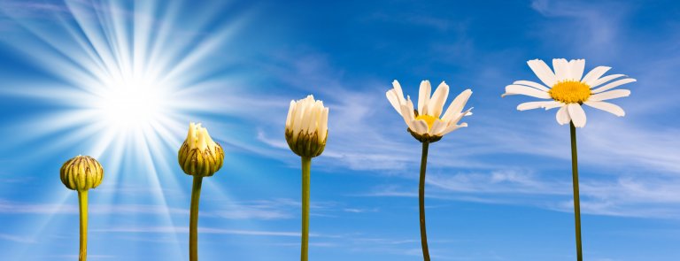Five daisies in various stages of blooming are lined up against a bright blue sky with scattered clouds. The sun is shining brightly on the left, casting a radiant glow. In an inspiring show of resistance, the daisies range from a closed bud to a fully opened flower.