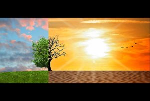 An image divided into two halves: the left shows a green, leafy tree on lush grass under a blue sky with clouds at sunset; the right depicts a barren tree standing in resistance on dry, cracked soil under a blazing sun with an orange sky. Four birds fly in the background on the right side.