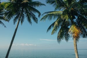 Two tall palm trees frame a serene ocean view under a clear blue sky. The horizon is calm, with gentle waves meeting the sky in the distance. The lush green fronds of the palms create a tropical, relaxing atmosphere—perfect for contemplating life's soft skills in peace.