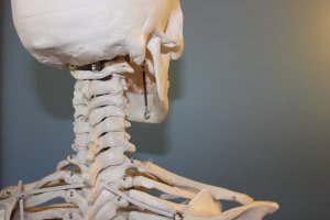A close-up side view of a human skeleton model focusing on the neck vertebrae and lower part of the skull. The blue-grey background enhances the details of the bones, showing the structure and connections of the vertebrae and clavicles, typically used for instructional purposes in a public safety academy.