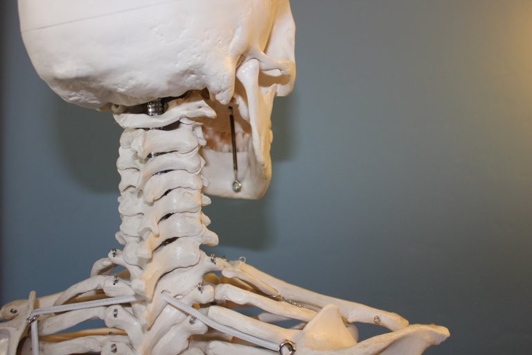A close-up side view of a human skeleton model focusing on the neck vertebrae and lower part of the skull. The blue-grey background enhances the details of the bones, showing the structure and connections of the vertebrae and clavicles, typically used for instructional purposes in a public safety academy.