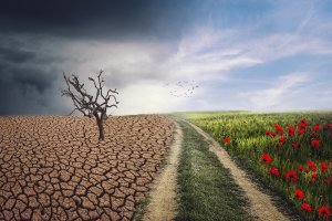 A landscape is split in half, depicting contrasting environments: a barren, cracked desert with a dead tree on the left, and a lush, green field with blooming red flowers on the right. A dirt path runs through the center, symbolizing a culture change as it leads from one side to the other.
