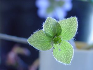 Close-up of a green flower with delicate, vein-like patterns on its petals. The petals have fine white hairs along the edges and are surrounded by a softly blurred background with hints of purple and green, symbolizing the subtleties of culture change in nature.